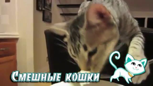 Смешное видео с кошками. Приятного аппетита. смотреть онлайн