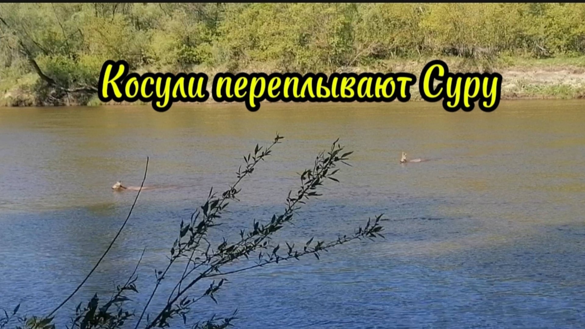 Косули переплывают Суру. Как это красиво. смотреть онлайн