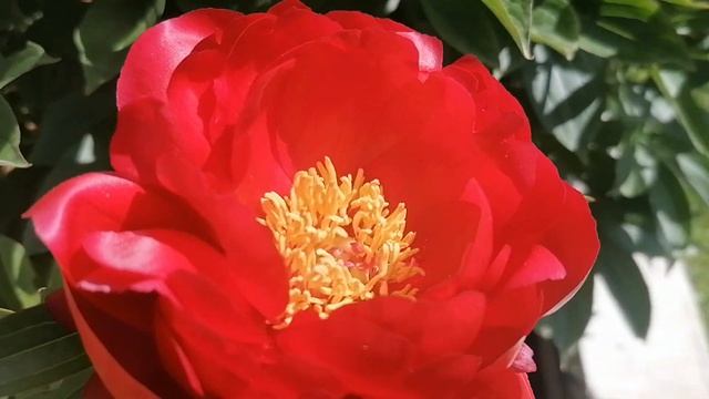 Пион 'Макинак Гранд' (Mackinac Grand) в нашем саду 2024. Видеопор смотреть онлайн