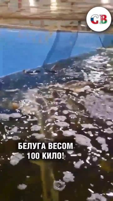🤔ЭТО ГДЕ ТАКАЯ РЫБА?! #shorts смотреть онлайн