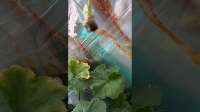 20 ноября 2024 г. Результат черенкования пеларгоний. Кор? смотреть онлайн