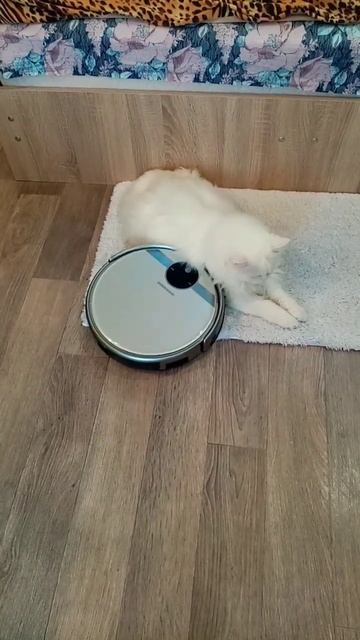 Жёсткий массаж коту Мартину от робота.