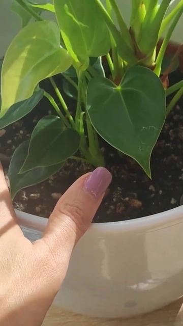 Для ПЫШНОГО Антуриума нужен какой горшок? смотреть онлайн