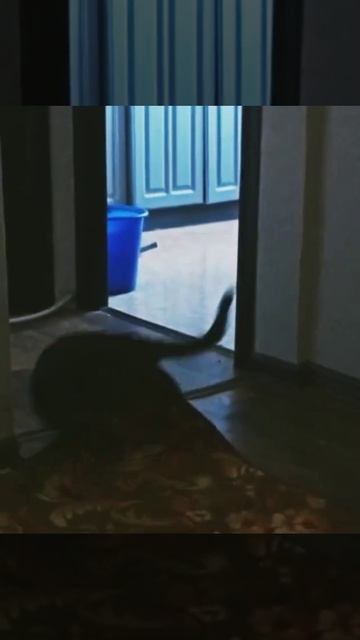 #cat #catvideos #video #видео #кошка #феня #эдит #бандакотеек