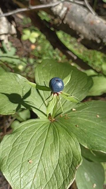 Вороний глаз смотреть онлайн