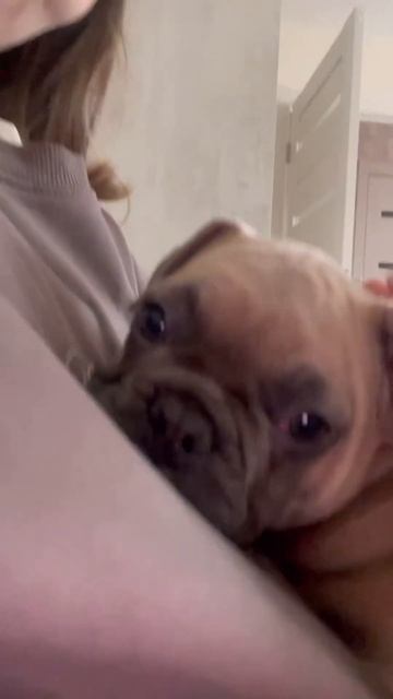 Как можно быть таким милым? #французскийбульдог #щенок смотреть онлайн