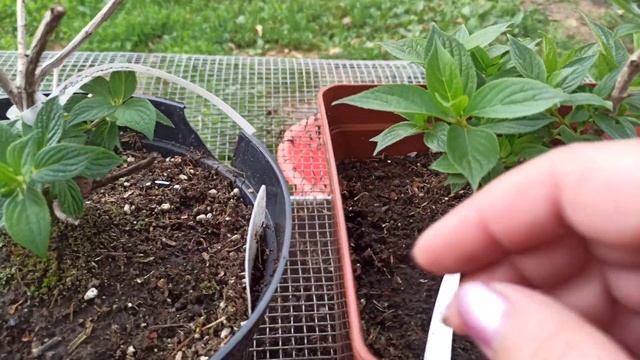 Гортензия не растет, причины, что делать? 🥺 смотреть онлайн