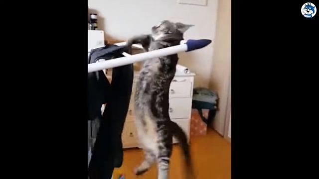 СМЕШНЫЕ КОТЫ Смешные кошки Приколы про кошек и котов 2018 Приколы под музыку до слез смотреть онлайн