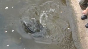 Есть ли Мутанты в Чернобыле ? |Мутанты Снятые на Видео