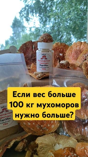 Если вес больше 100 кг мухоморов нужно больше? #мухоморн смотреть онлайн
