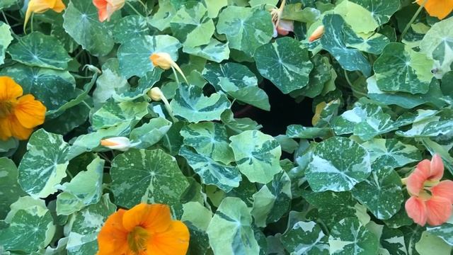 Nasturtium 斑葉金蓮花 キンレンカ Настурция большая (Tropaeolum minus 'Ala смотреть онлайн