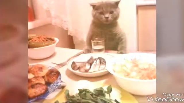 Смешные картинки из одноклассников катейки ч2