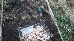 Посадки Чеснока В Подмосковье Осенью Идут До Морозов /