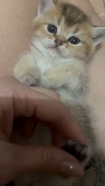 Массаж/Видео с котятами/Милый котик #shorts смотреть онлайн