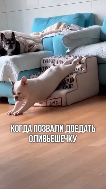 Доесть оливье #правильноепитание # #похудеть #какпохуд смотреть онлайн