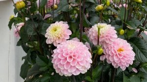 Розовое очарование. Георгина Визард оф Оз. Wizard of Oz.