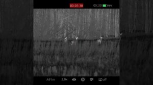 Табун косуль на поле через прицел IRAY RICO 2 RH50R