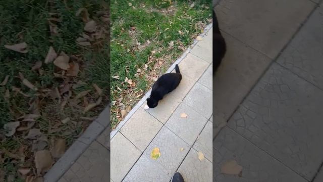 Кот отказывается есть колбасу. Кормим кота. We feed the cat who смотреть онлайн