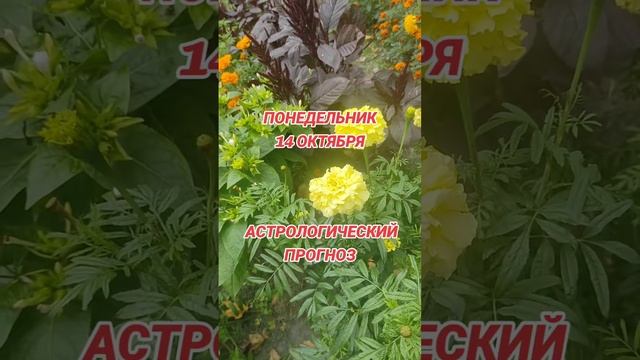 Гороскоп на 14 октября по знакам зодиака смотреть онлайн