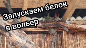 Запускаем белок в вольер, три белочки в вольере.