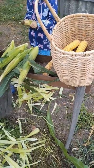 Первый урожай кукурузы 🌽🌽🌽 ❤️ #матушказемля #пого? смотреть онлайн