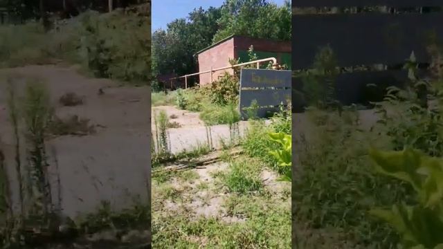 На улице +45С🤪.. Какое растение выдержит эту духовку?. смотреть онлайн