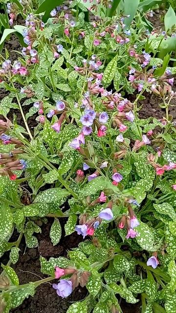 МЕДУНИЦА цветет.LUNGUNYCA is blooming. #nature #garden смотреть онлайн
