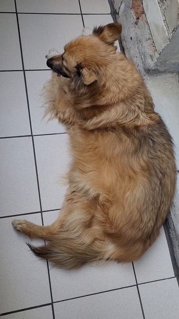 8 июня 2024 г. Белка 🐶 Наша погода👍 смотреть онлайн