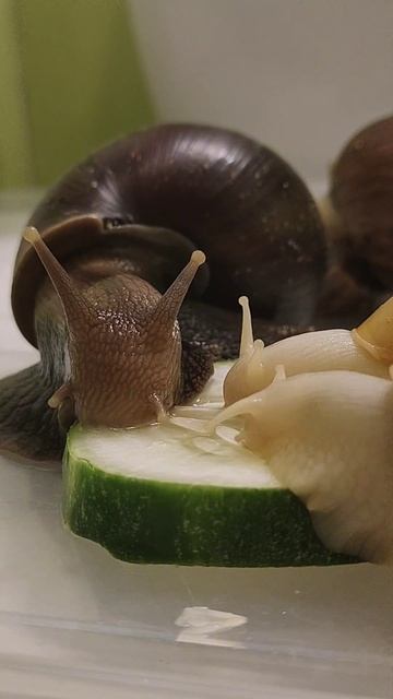 мама и ули едят💚 #ахатина #улиткиахатины смотреть онлайн