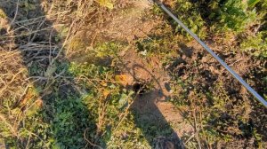 Аммиачная, калиевая, кальциевая селитра для винограда