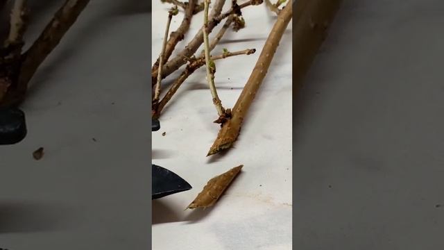 ФОРЗИЦИЯ / КАК РАЗМНОЖИТЬ