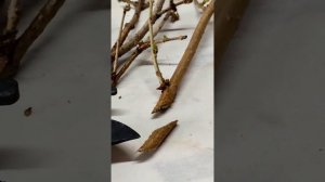 ФОРЗИЦИЯ / КАК РАЗМНОЖИТЬ