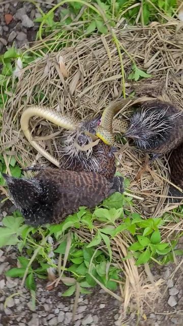 Птенцы едят змей смотреть онлайн