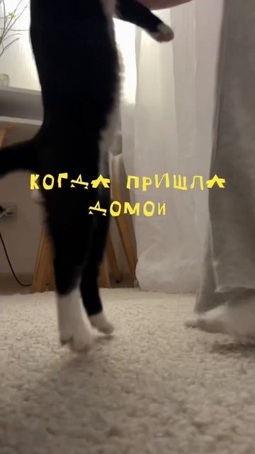 🎀Подпишись, ради котиков #уборка #квартира #вб #распак смотреть онлайн