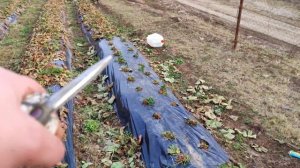 Чистка клубники Как чистить кусты клубники весной Клу