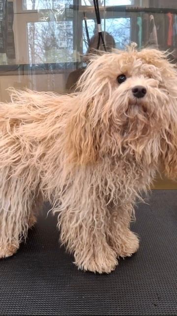 У кого есть тоже собака 🦮❤️ смотреть онлайн