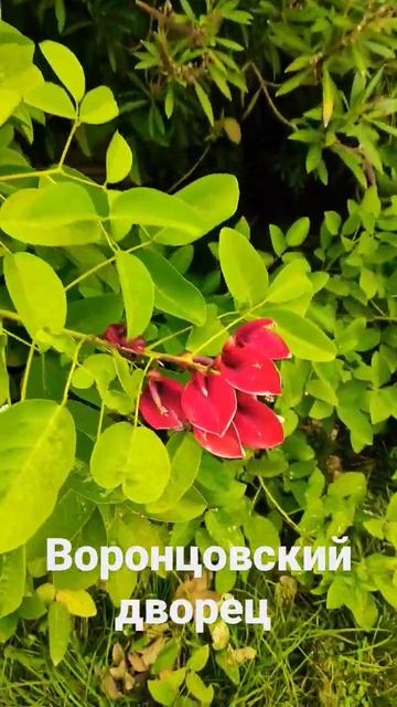 Алупка, дворец Воронцова#крым#дворец#beautiful#воронцовск? смотреть онлайн