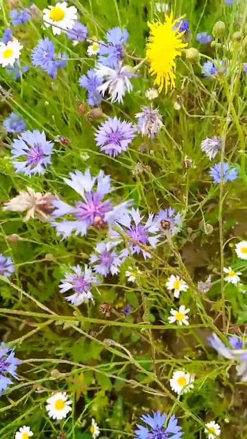 Васильки #цветы смотреть онлайн