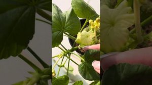 Хлороз на пеларгониях|что делать|как помочь🤔