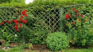 Плетистая роза Сантана в моем саду - удалить или остав?