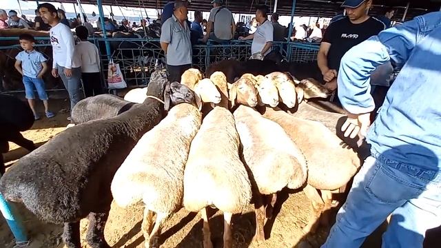 молбозор хучанд кушқорҳои калони фарбеҳ барои қурбон? смотреть онлайн