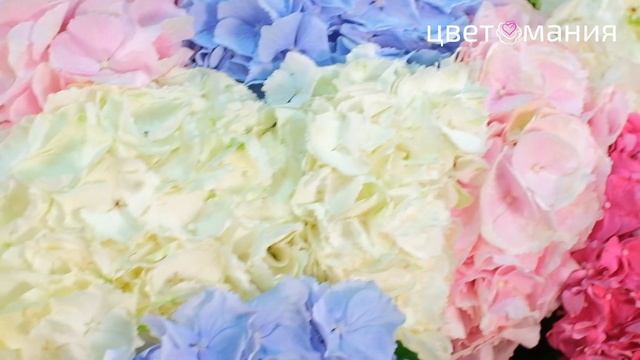Букет из 15 гортензий микс смотреть онлайн