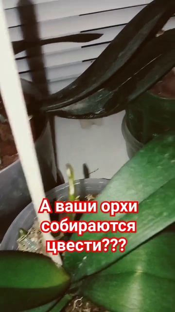 орхидейки выпускают цветоносы смотреть онлайн