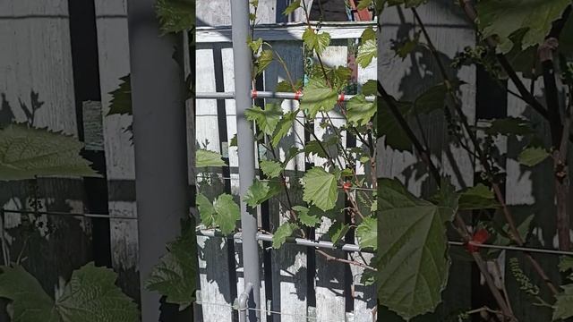 Виноградна шпалера смотреть онлайн