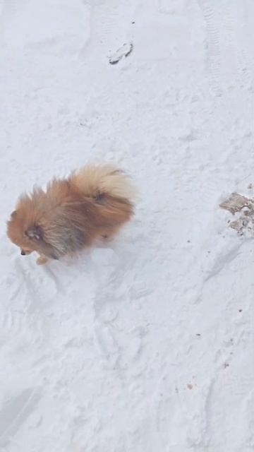 Мальчик померанский шпиц мини в поисках семьи 💕#шпиц? смотреть онлайн