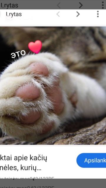 Зачем нам таба лапки когда есть жывотное? ❤ смотреть онлайн