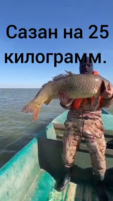 трофейный сазана на 25 килограмм. смотреть онлайн