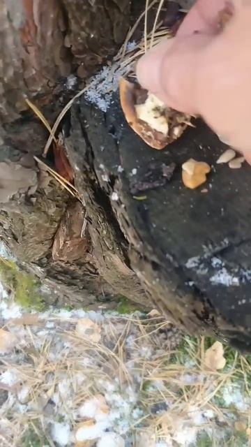 Белочка-лапочка ест орешки. #красноярск #сибирь #shorts смотреть онлайн