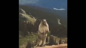 Бобёр Кричит Ааа 4096x2160