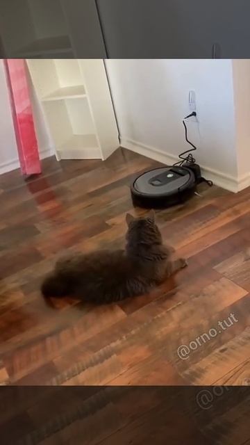 Робот пылесос против кота, кот испугался робота пылес? смотреть онлайн